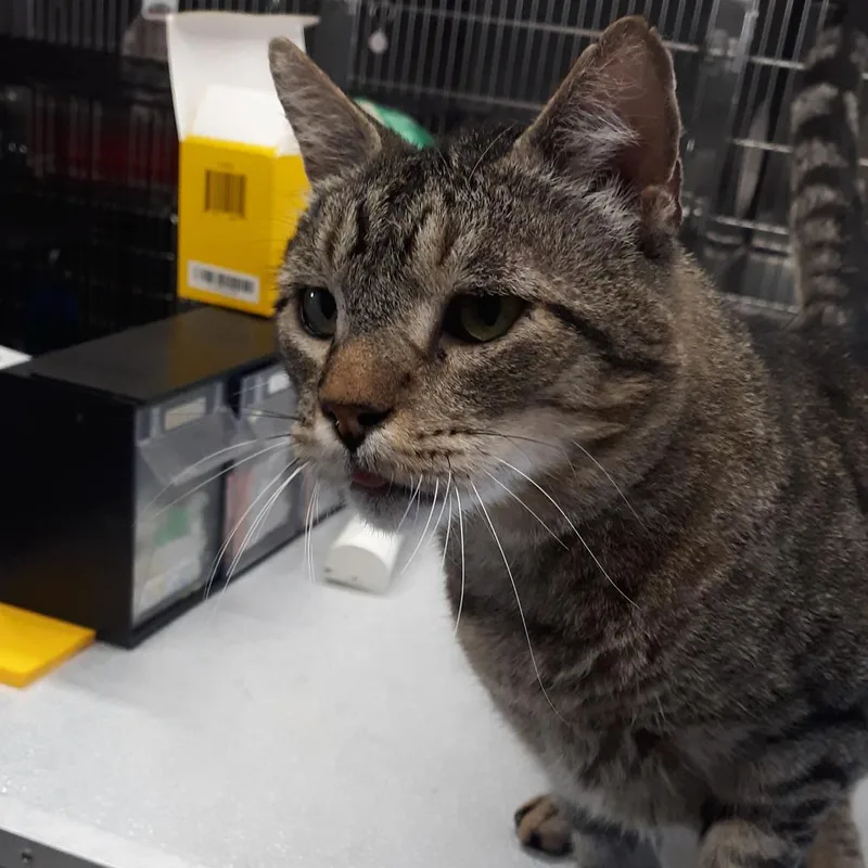 An adult large-sized male Brown / Chocolate Domestic Short Hair cat named Talkin' Bob for adoption in Spokane, WA