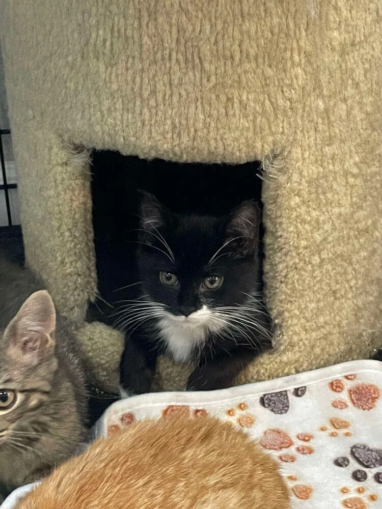 Padiddle thumbnail 2