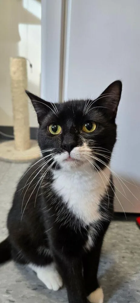 Padiddle thumbnail 3