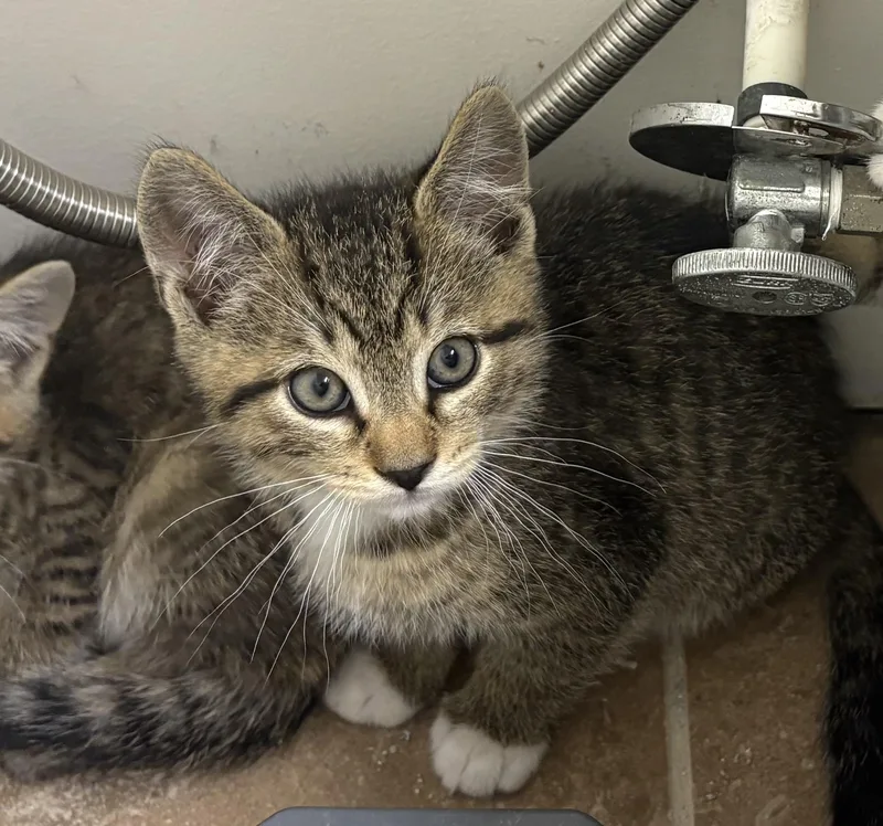 A baby medium-sized male Tabby (Buff / Tan / Fawn) Tabby cat named Cpo for adoption in Kenhorst, PA