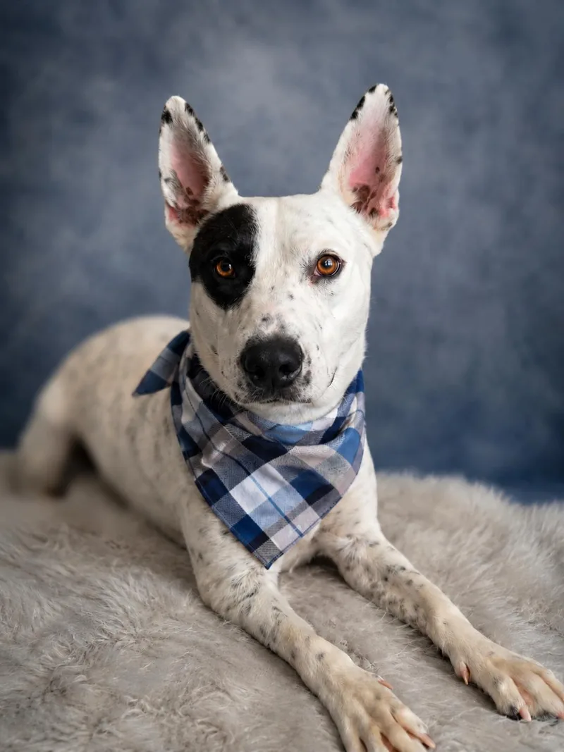 A young medium-sized male White / Cream Australian Cattle Dog / Blue Heeler dog named Shawshank for adoption in Menifee, CA