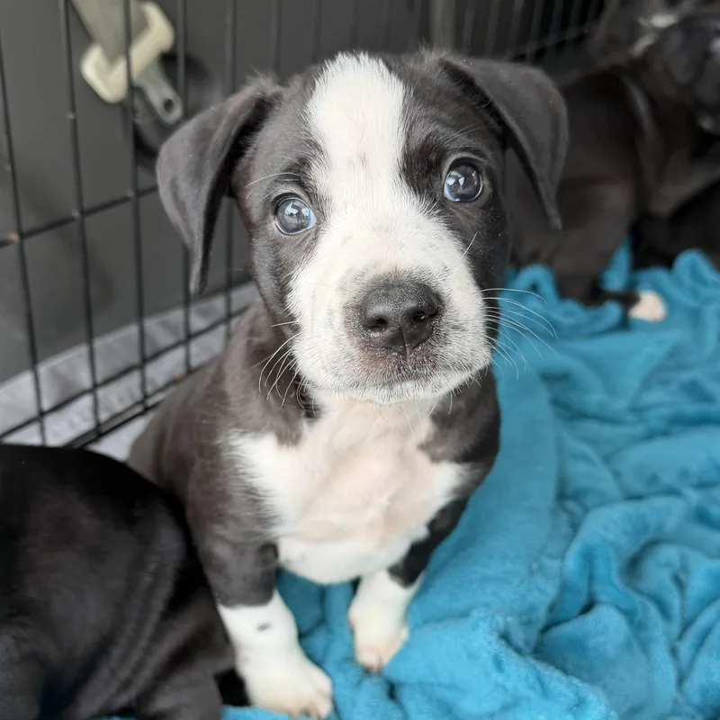 A baby medium-sized male Black Pit Bull Terrier dog named Palmer's for adoption in Columbia, SC