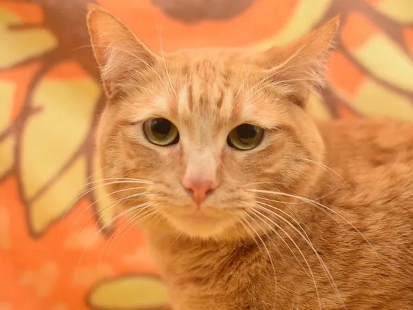 An adult medium-sized male Domestic Medium Hair cat named Phineas for adoption in Portland, OR