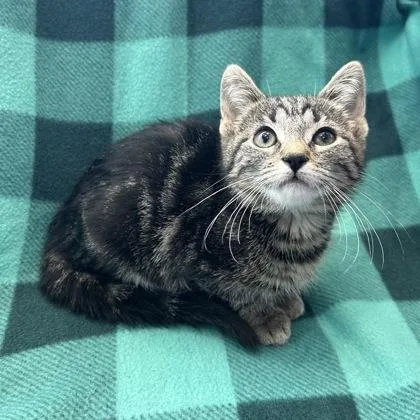 A baby small-sized female Domestic Short Hair cat named Sarah for adoption in Janesville, WI