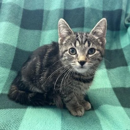 Sarah thumbnail 3