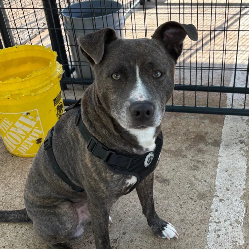 A baby medium-sized male Gray / Blue / Silver Mixed Breed dog named Axel for adoption in Lake Jackson, TX