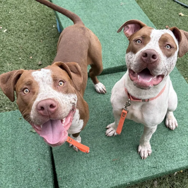 A young medium-sized female White / Cream Pit Bull Terrier dog named Cream for adoption in Baltimore, MD