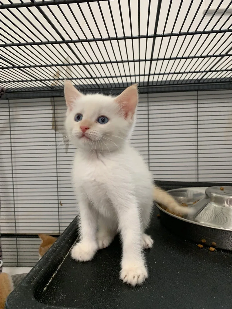 A baby medium-sized male Siamese cat named Pistachio for adoption in Sanford, FL