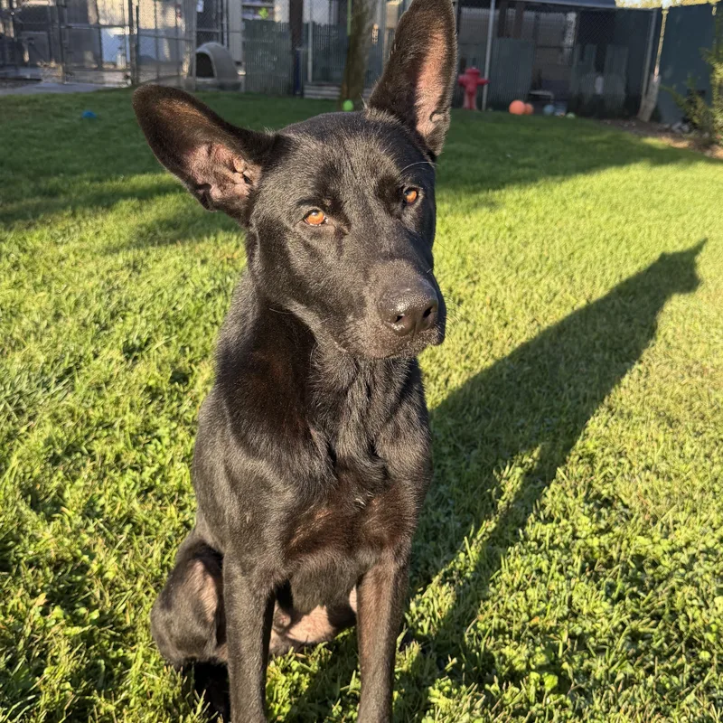 An adult large-sized male German Shepherd Dog dog named Duce for adoption in Oakdale, CA