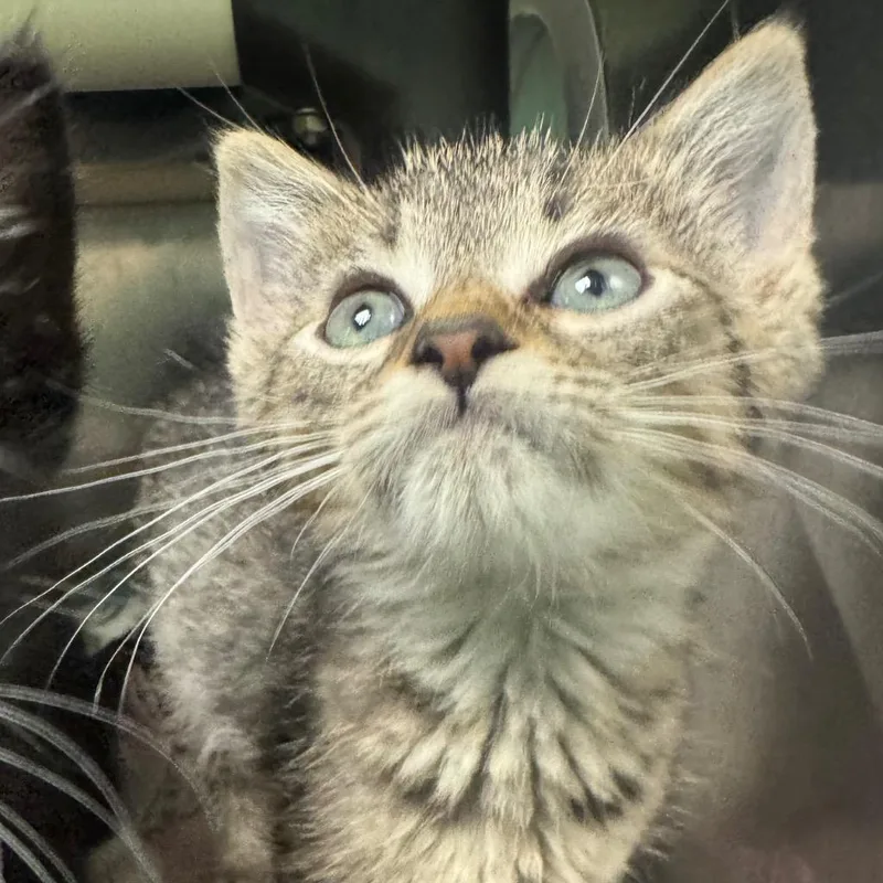 A baby small-sized male Domestic Short Hair cat named Reynolds for adoption in Olean, NY