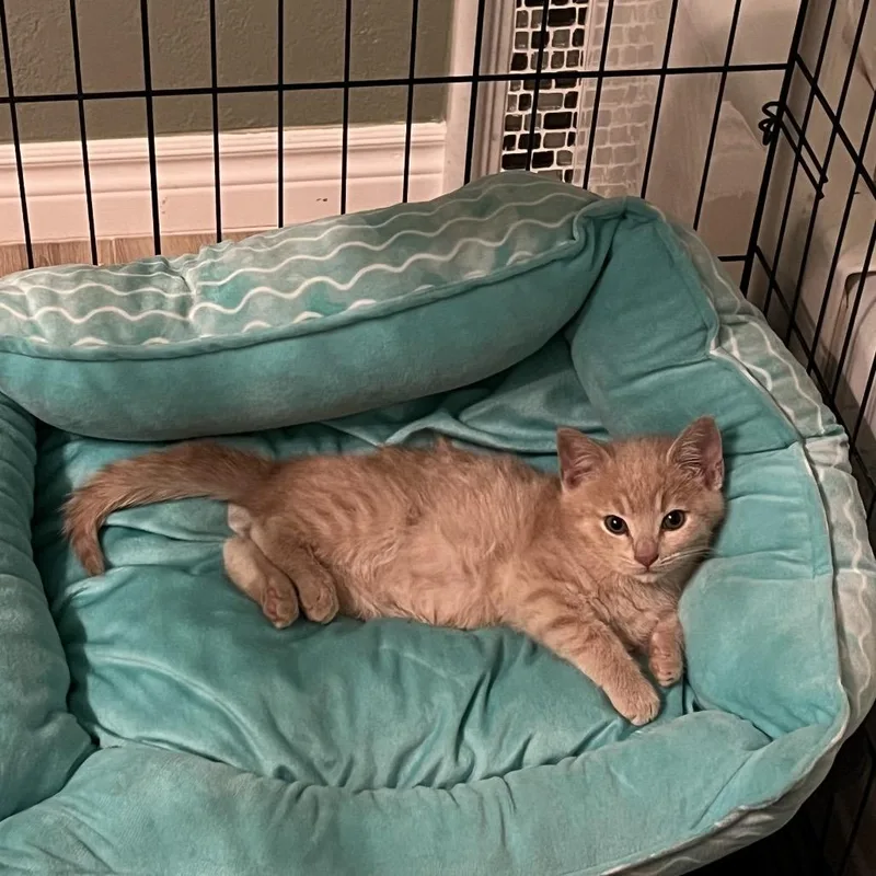 A young small-sized male Buff / Tan / Fawn Domestic Short Hair cat named Ranger for adoption in Fresno, CA
