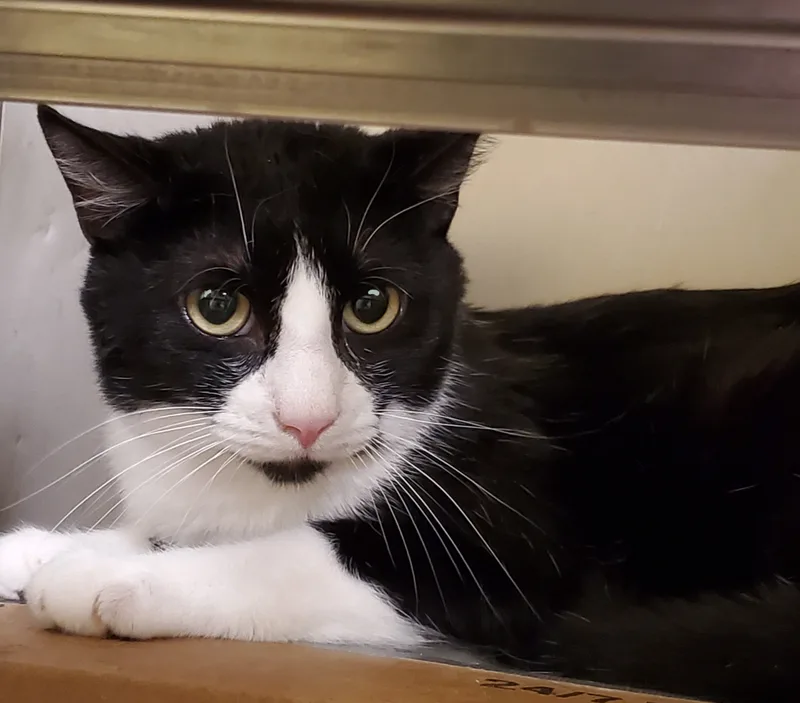 An adult large-sized male Black Bombay cat named Bill for adoption in Lyons, IL