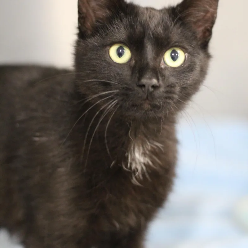 A young medium-sized male Black Domestic Short Hair cat named Theodore for adoption in Ottumwa, IA