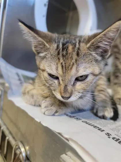 A baby small-sized female Domestic Short Hair cat named Daffy for adoption in Largo, FL
