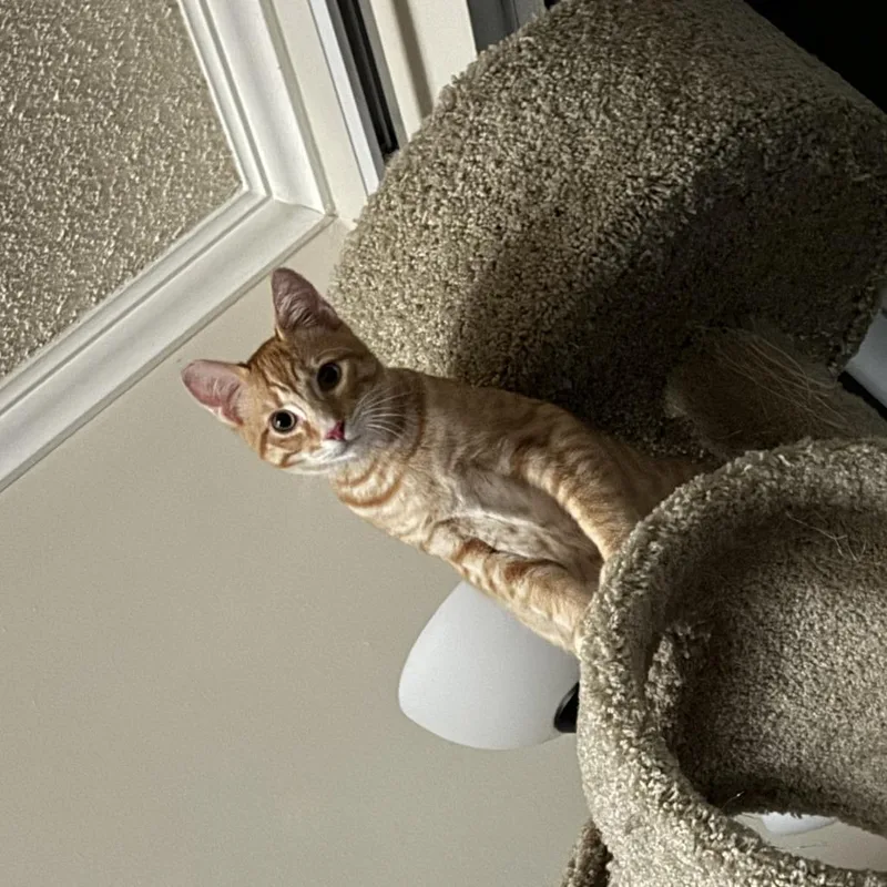 A baby medium-sized male Orange / Red Domestic Short Hair cat named Toast Malone for adoption in Los Angeles, CA
