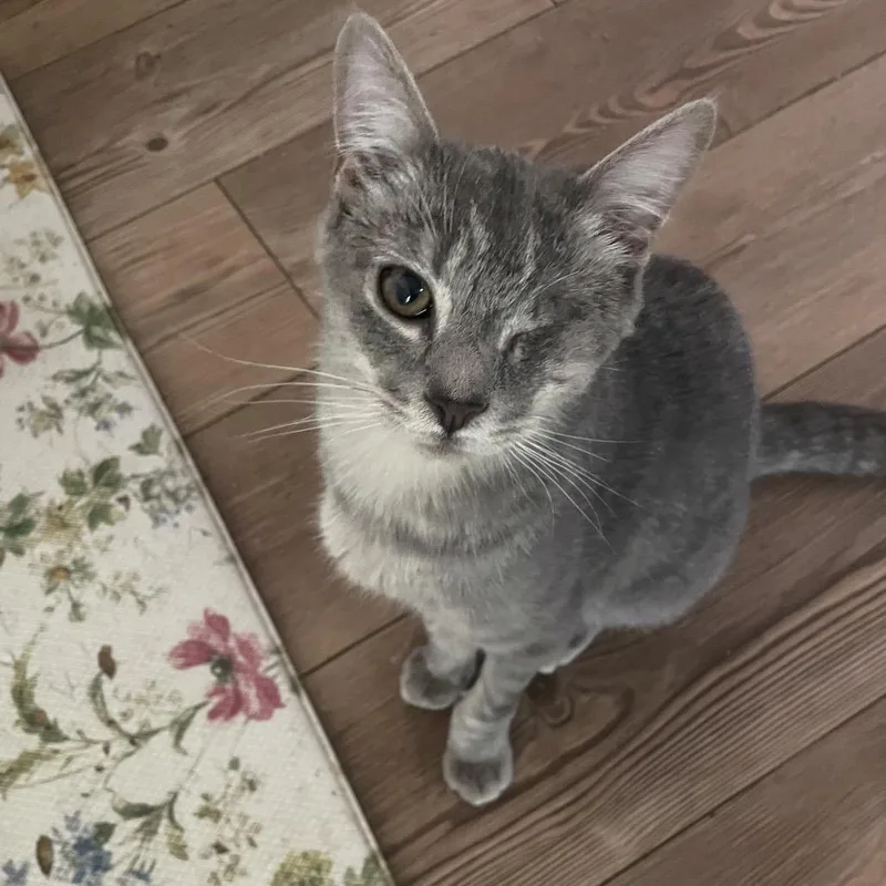 A young small-sized male Gray / Blue / Silver Domestic Short Hair cat named Dark Knight for adoption in Fredericksburg, VA