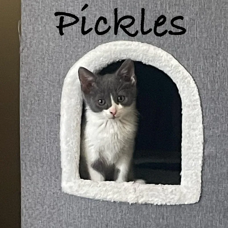 A baby small-sized female Gray / Blue / Silver Domestic Short Hair cat named Pickles for adoption in Carmel, IN
