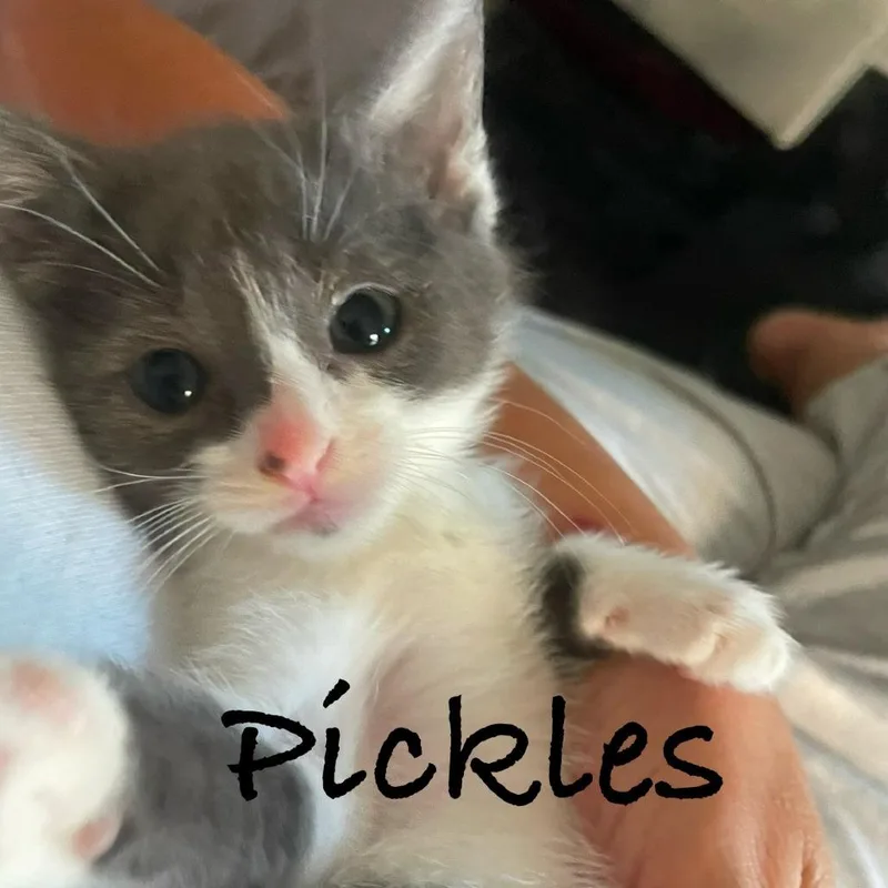 Pickles thumbnail 2