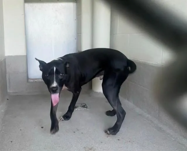 A young small-sized male Staffordshire Bull Terrier dog named Bosco for adoption in Statesville, NC