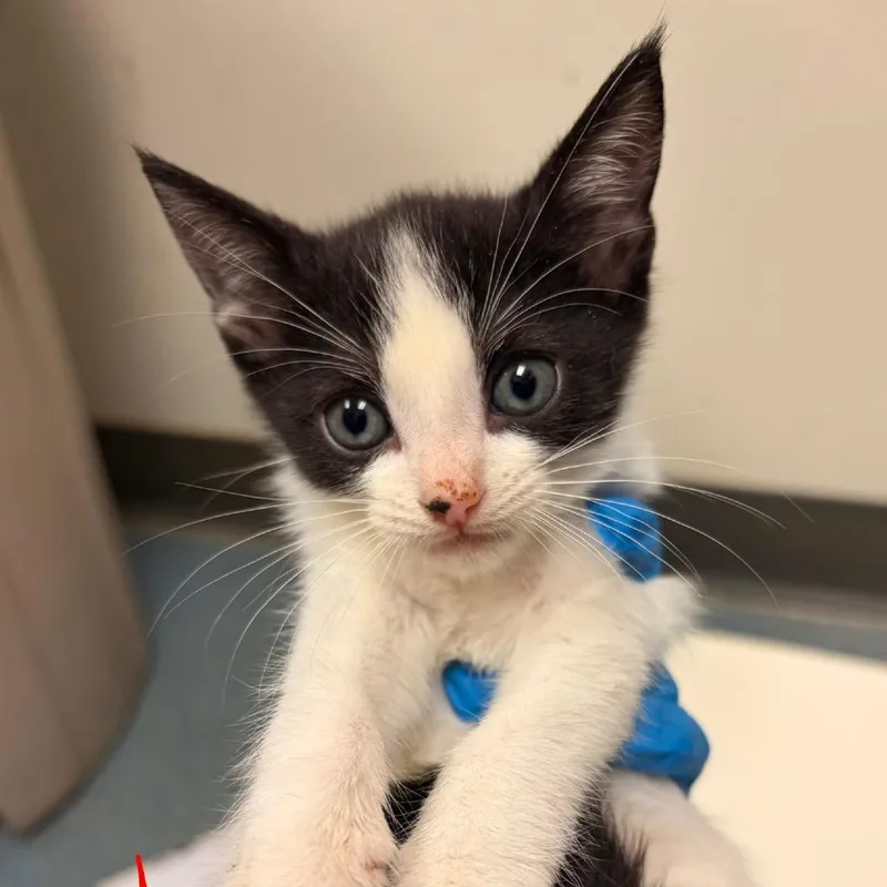 A baby small-sized male White Domestic Short Hair cat named Grant for adoption in Edinburg, TX