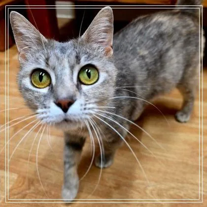 A young medium-sized female Domestic Short Hair cat named Luna for adoption in Woodstock, IL