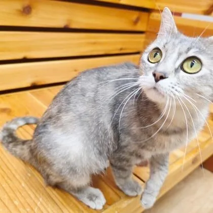 Luna thumbnail 2
