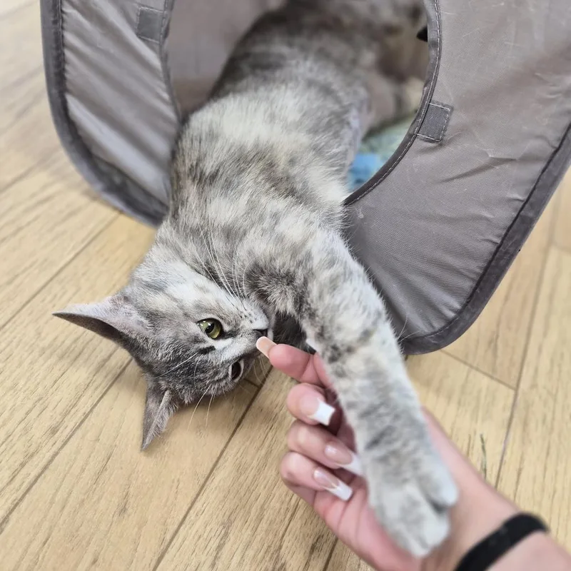 Luna thumbnail 3