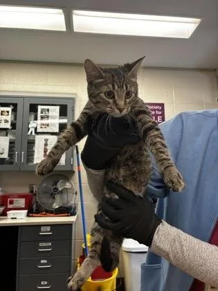 A young medium-sized female Buff / Tan / Fawn Domestic Short Hair cat named Sam for adoption in Wichita, KS