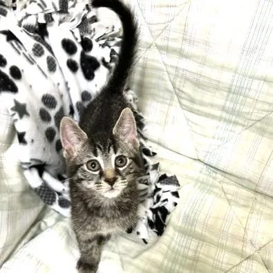 A baby small-sized male Black Domestic Short Hair cat named Cosmo for adoption in Novelty, OH