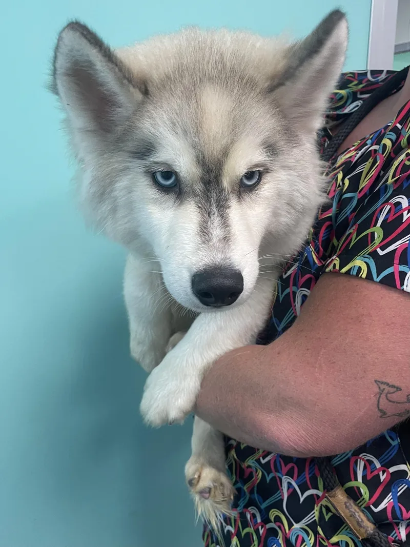 A baby large-sized male Husky dog named Alfred for adoption in Mishawaka, IN