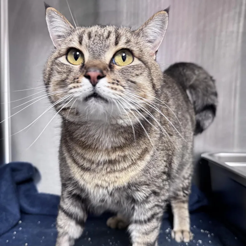 A young medium-sized male Domestic Short Hair cat named Ernie for adoption in Lincoln, CA