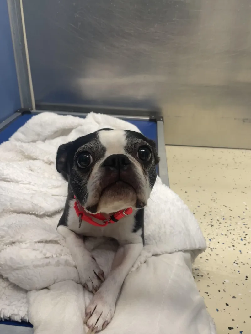 An adult small-sized female Boston Terrier dog named Stella for adoption in Southold, NY