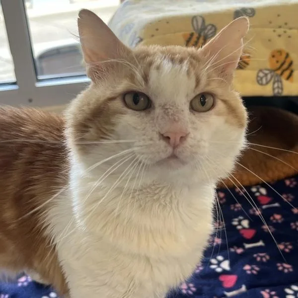 An adult medium-sized male Domestic Medium Hair cat named Meadow Prince for adoption in Silverdale, WA