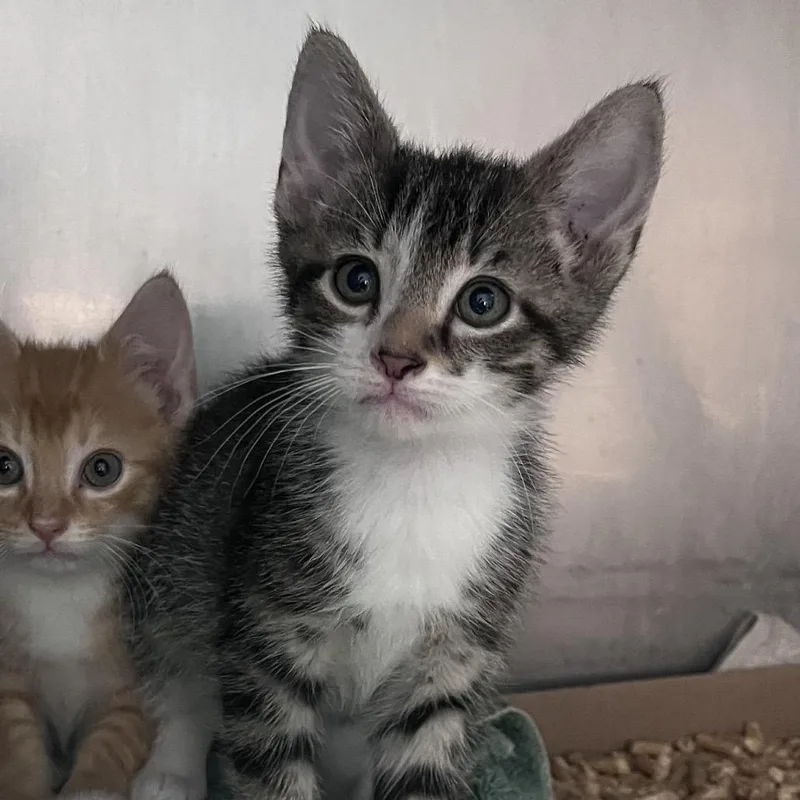 A baby small-sized male Gray / Blue / Silver Domestic Short Hair cat named Great Smoky for adoption in Troy, VA