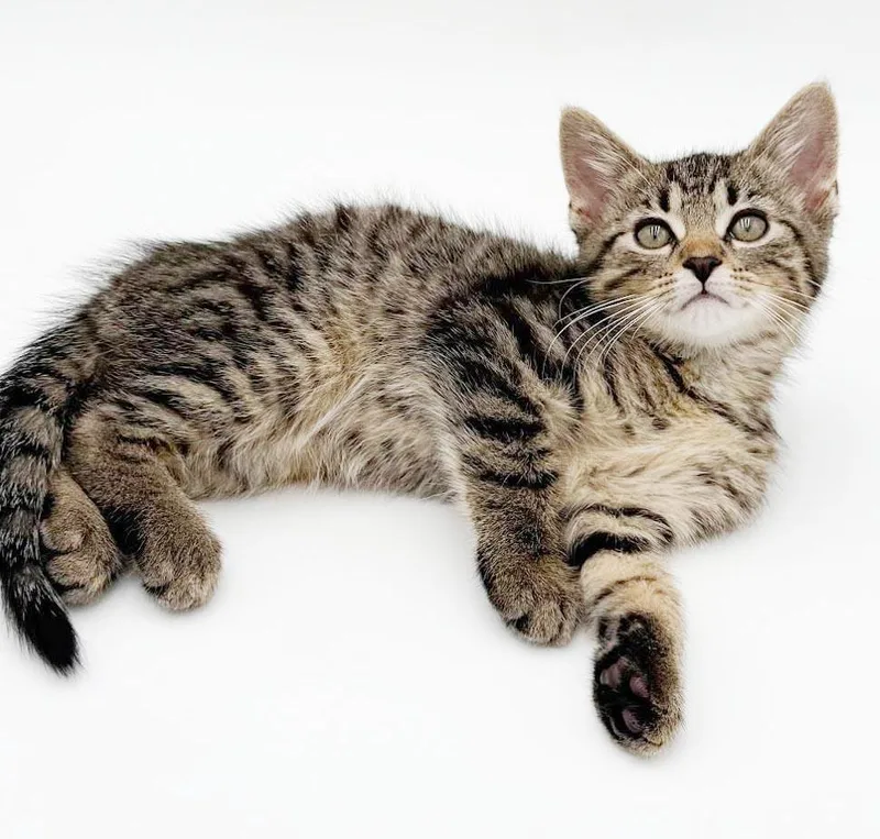 A baby small-sized male Tabby (Brown / Chocolate) Tabby cat named Tucker is a treasure for adoption in Bedford Hills, NY