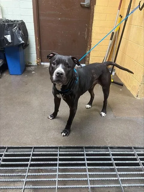 A young large-sized male Pit Bull Terrier dog named Squirt for adoption in Stockton, CA