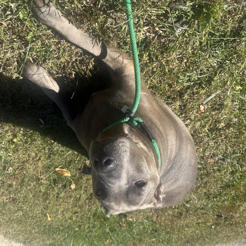A senior large-sized female American Bully dog named Selina for adoption in Roswell, GA
