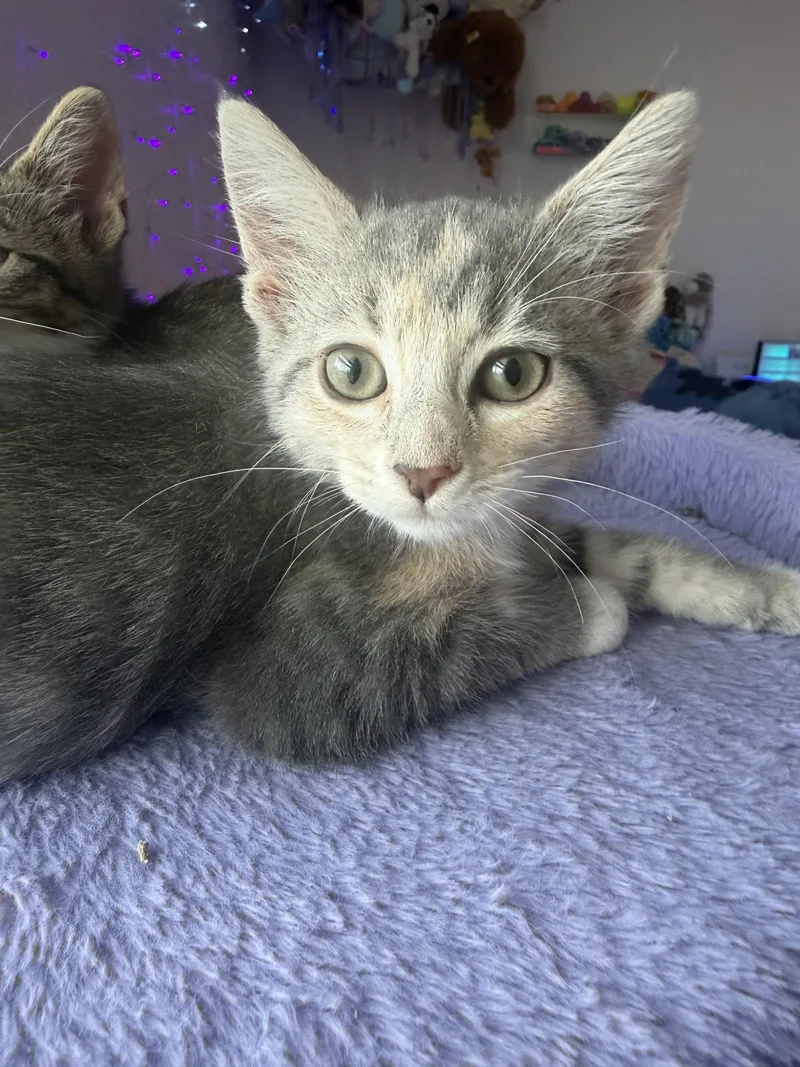 A baby medium-sized female Calico cat named Funnycide for adoption in Georgetown, KY
