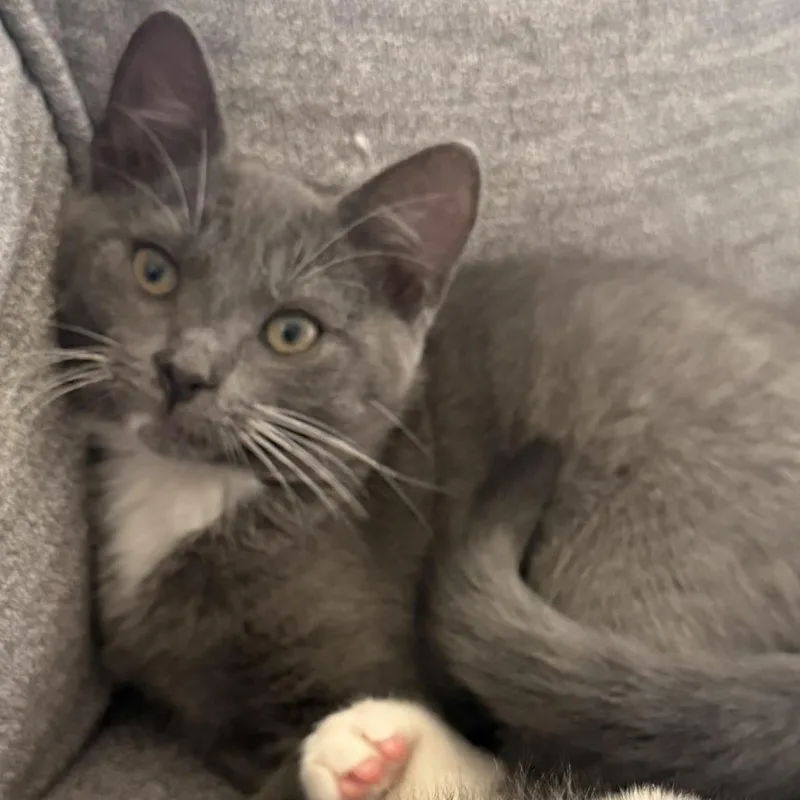 A baby small-sized female Domestic Short Hair cat named Alice for adoption in Cumming, GA