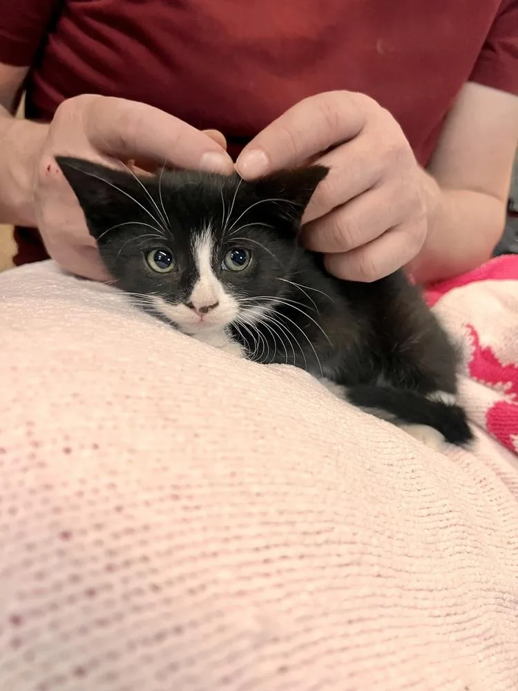 A baby small-sized female Black & White / Tuxedo Domestic Short Hair cat named Carly for adoption in Patchogue, NY