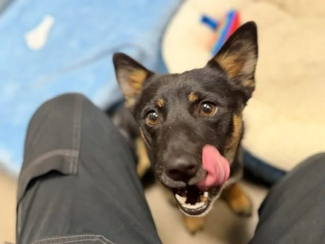 An adult small-sized male Shiba Inu dog named Bones for adoption in Denver, CO