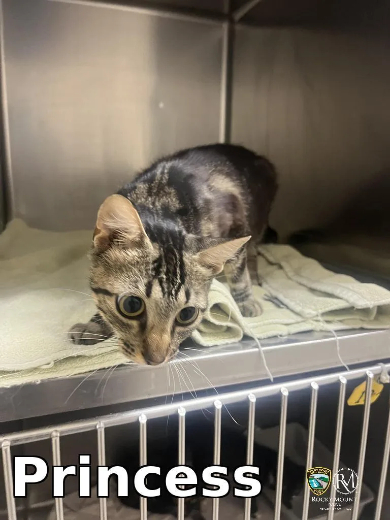 A baby small-sized female Domestic Short Hair cat named Princess for adoption in Rocky Mount, NC