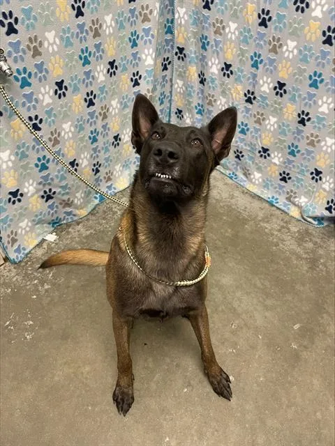 A young large-sized male Belgian Shepherd / Malinois dog named Sparky for adoption in Rosenberg, TX