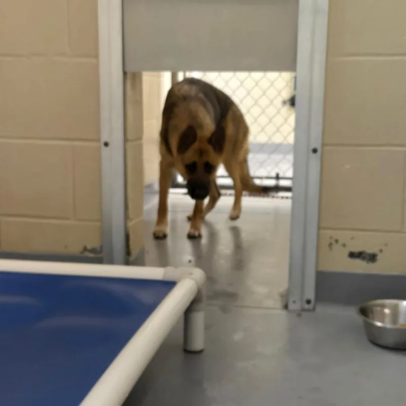 An adult medium-sized male Sable Mixed Breed dog named Strayashlandavenue_ for adoption in Columbus, GA