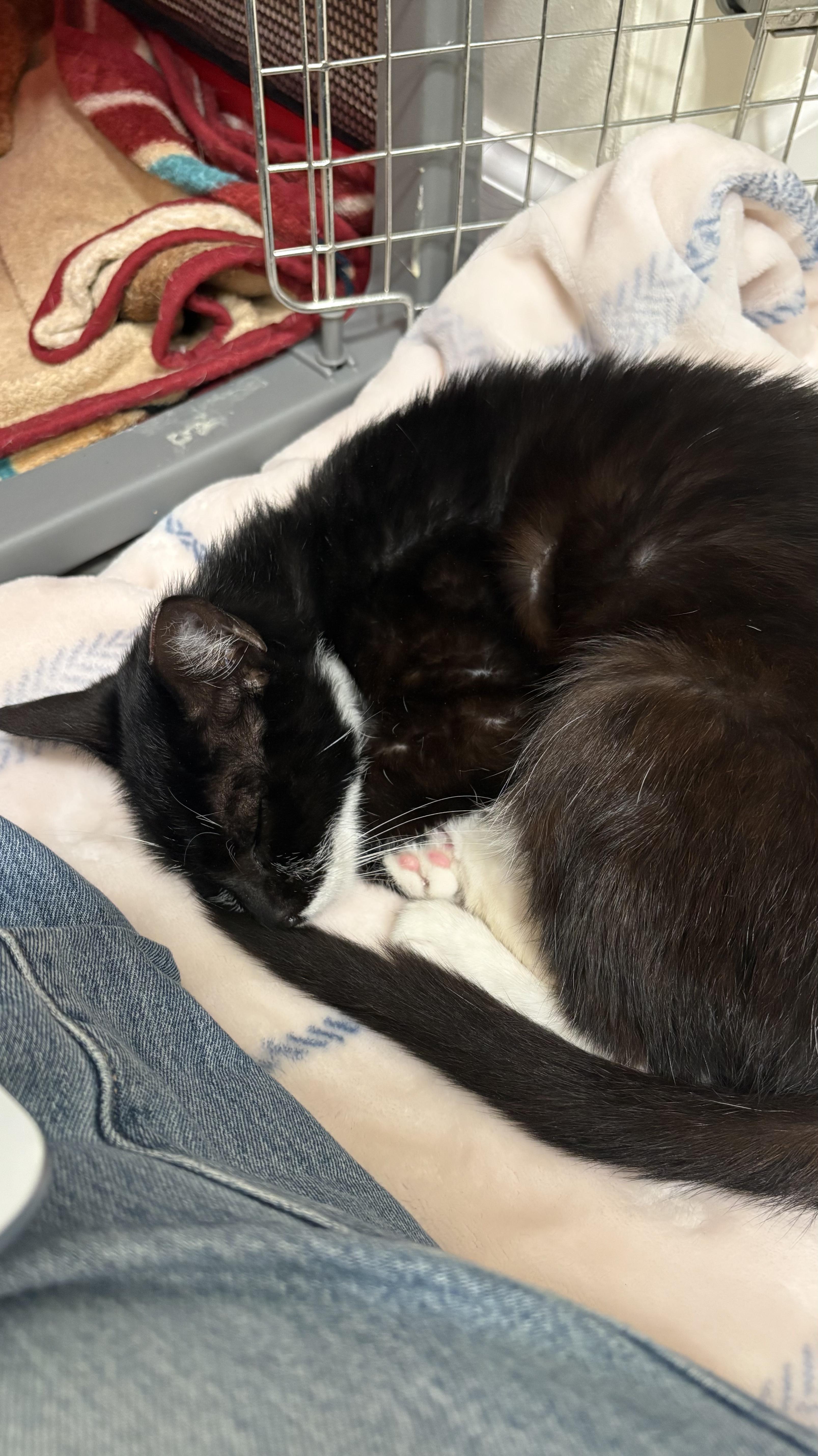 An adult medium-sized female Black & White / Tuxedo Tuxedo cat named Marsha for adoption in Columbus, OH