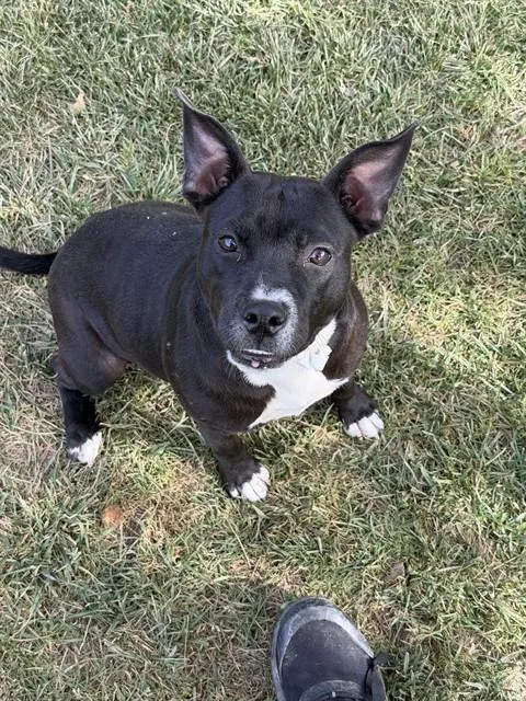A young small-sized female Pit Bull Terrier dog named Chyna for adoption in Riverside, CA