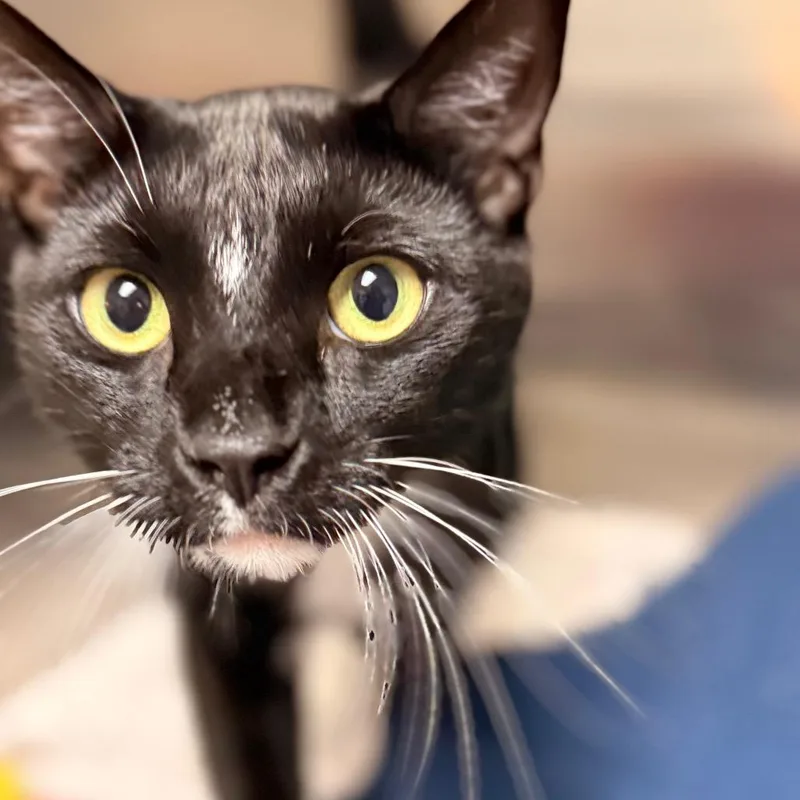 A young large-sized male Domestic Short Hair cat named Dwight for adoption in Cumming, GA