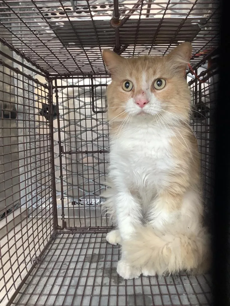 A young small-sized male Domestic Short Hair cat named Fuller for adoption in New Braunfels, TX