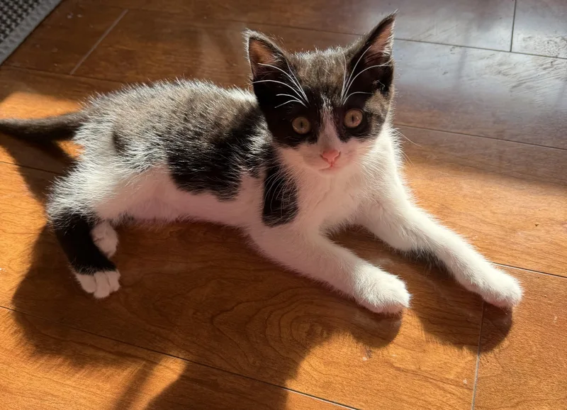 A baby small-sized male Domestic Short Hair cat named Harold for adoption in Williamsville, NY