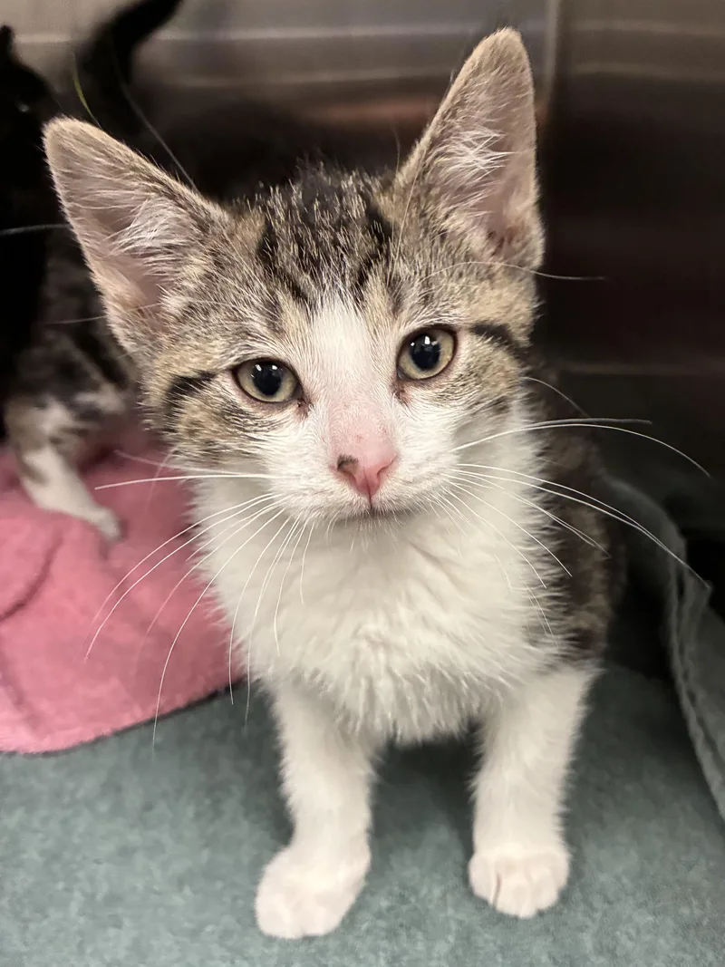 A baby small-sized female Domestic Short Hair cat named Woofles for adoption in Mason, MI